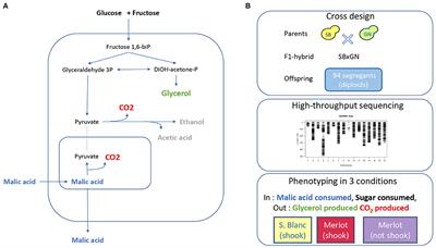 Flor Yeasts Rewire the Central Carbon Metabolism During Wine Alcoholic Fermentation